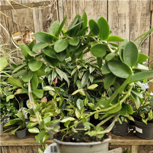 Hoya Cumingiana